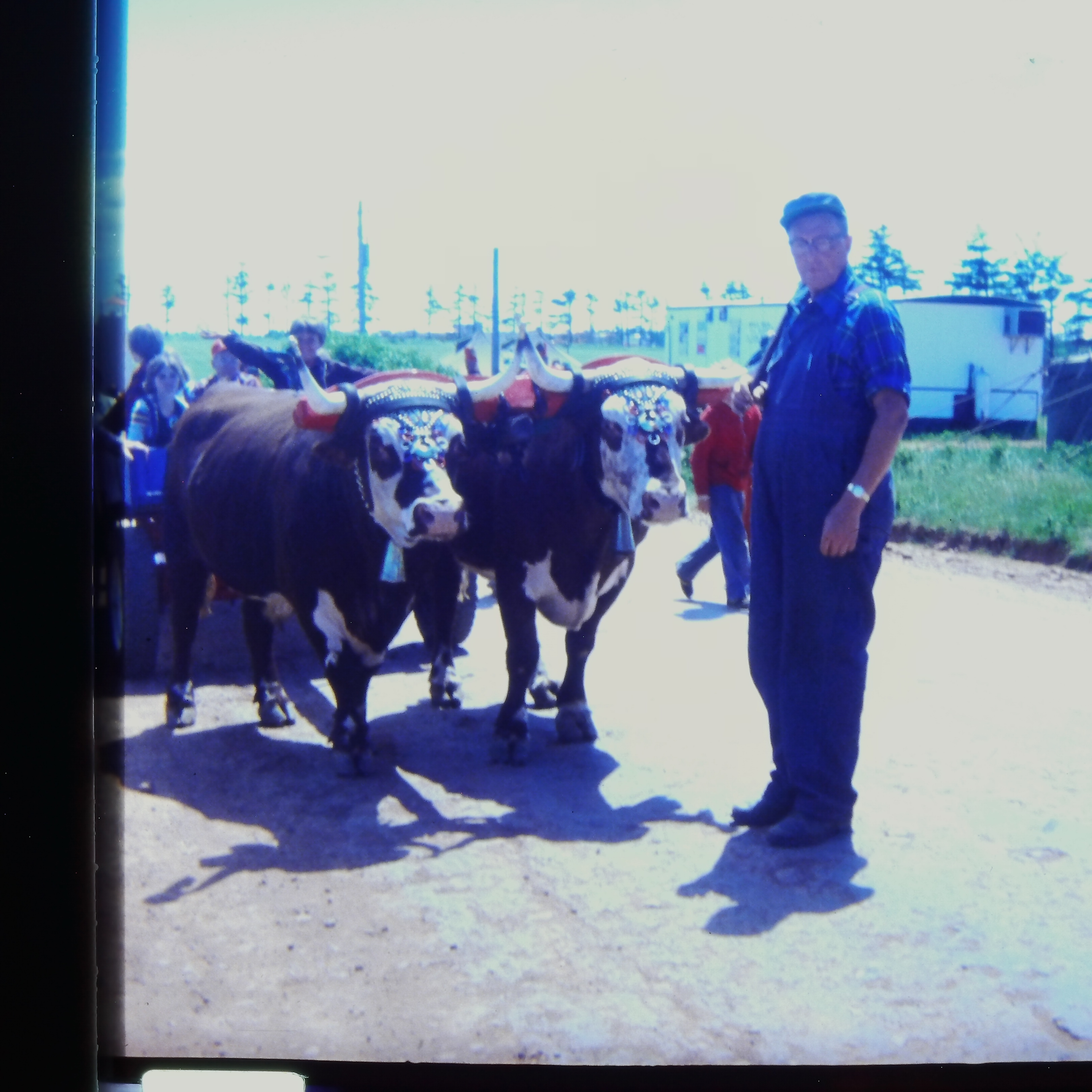Oxen