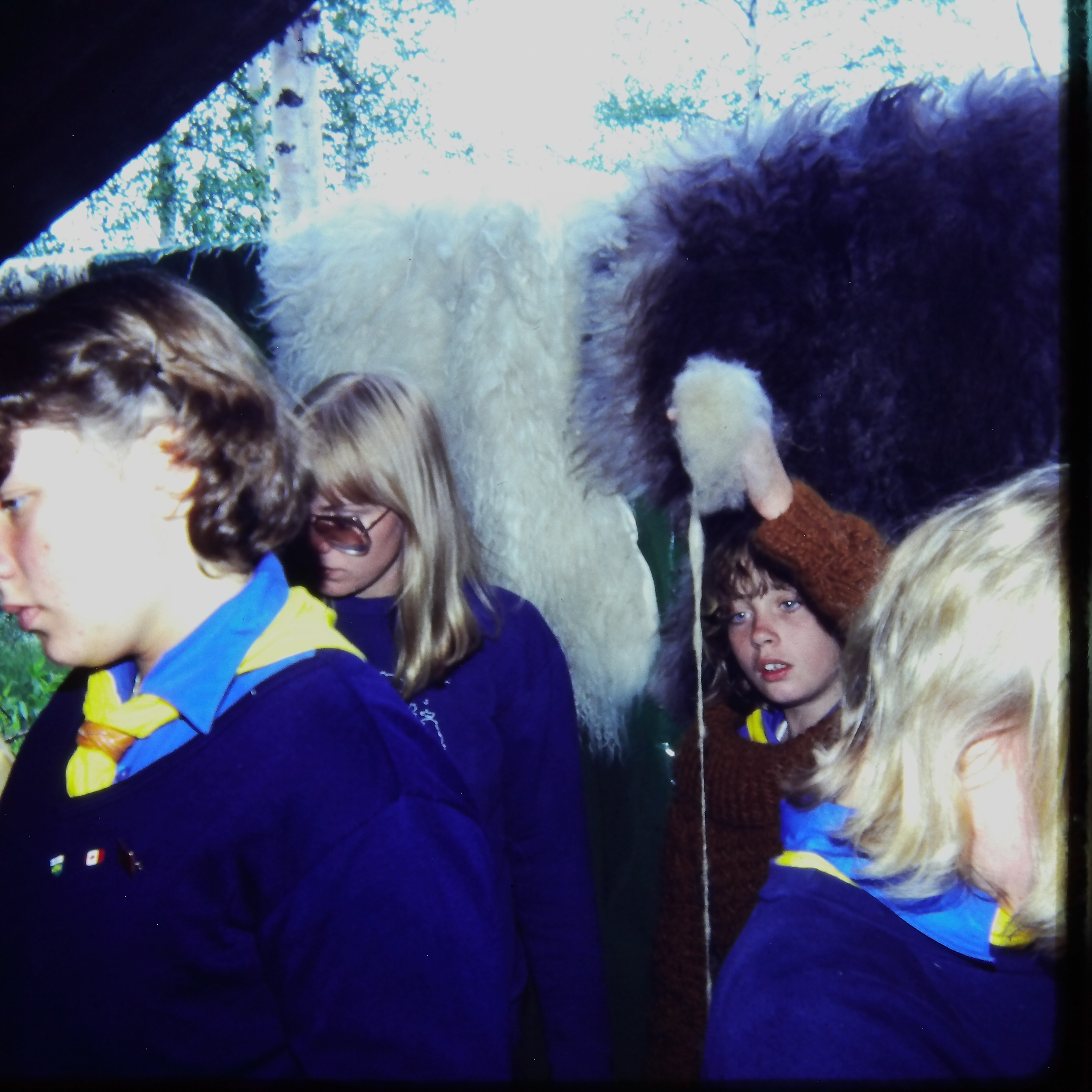 Carding wool